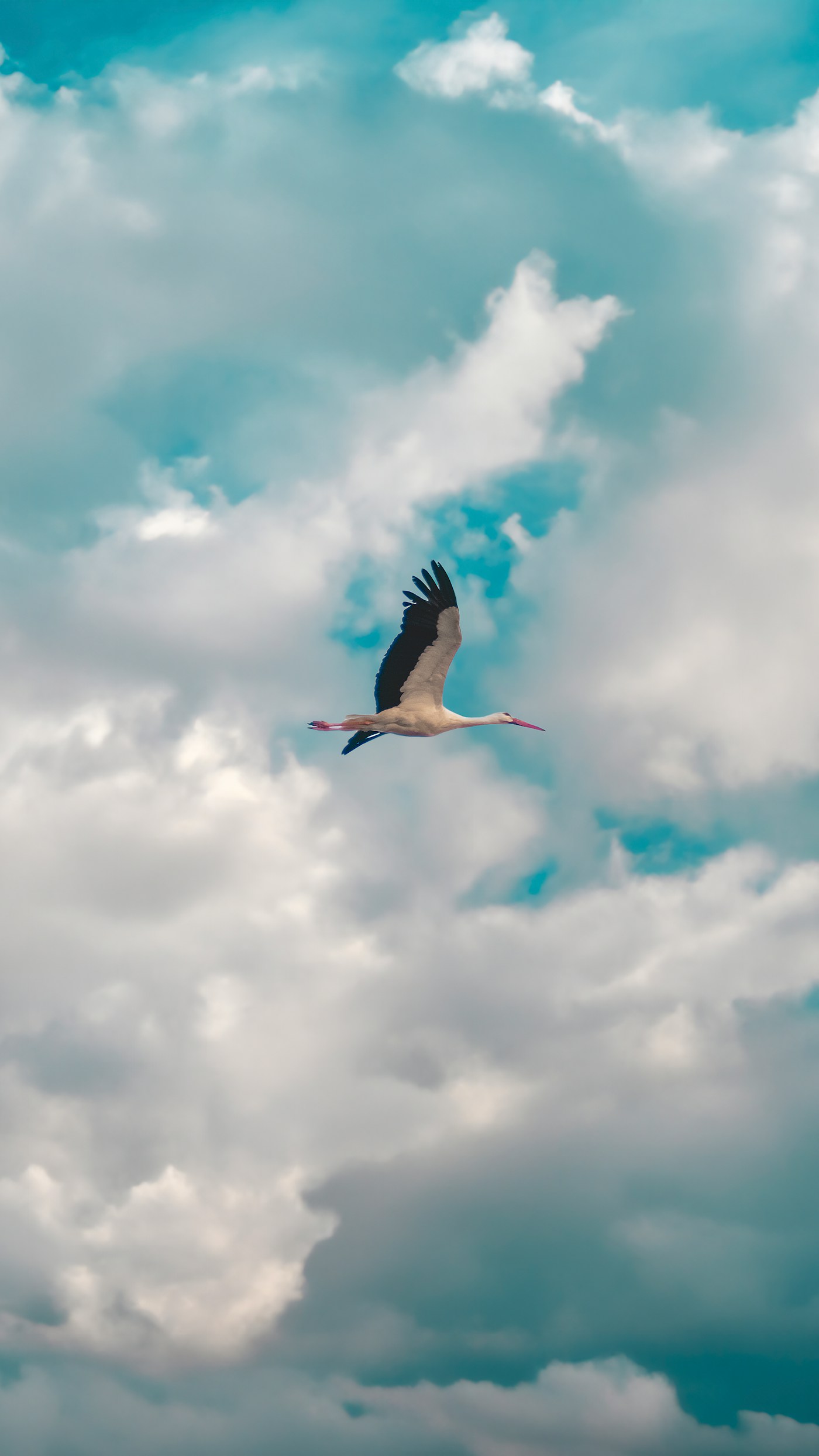 White stork in flight against a blue sky